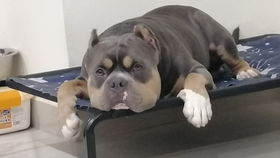 吐槽某知名寵物網(wǎng)絡(luò)科技公司的雞肋產(chǎn)品 第八期 猛犬俱樂部